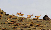 پارک ملی گلستان
