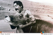 نمایش گاو ایرانی برای غربی‌ها در افتتاحیه «زوریخ»