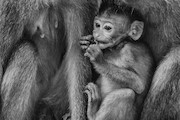  عکس «بچه میمون» 