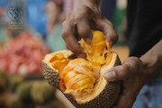 مستند «شکارچیان میوه مدافعان تنوع» 