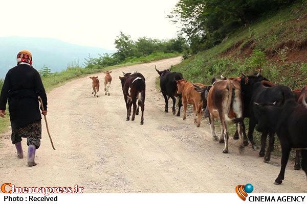 «دلبند» نامزد جایزه تماشاگران جشنواره «پارنو» شد مستند دلبند