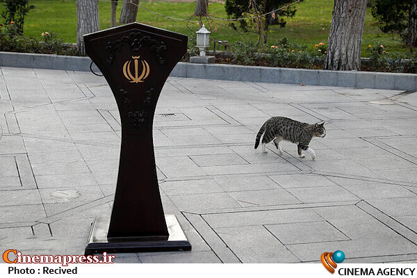 «سازمان سینمایی» و «پاشنه آشیل» تاخیر در چیدمان دقیق نیروی انسانی