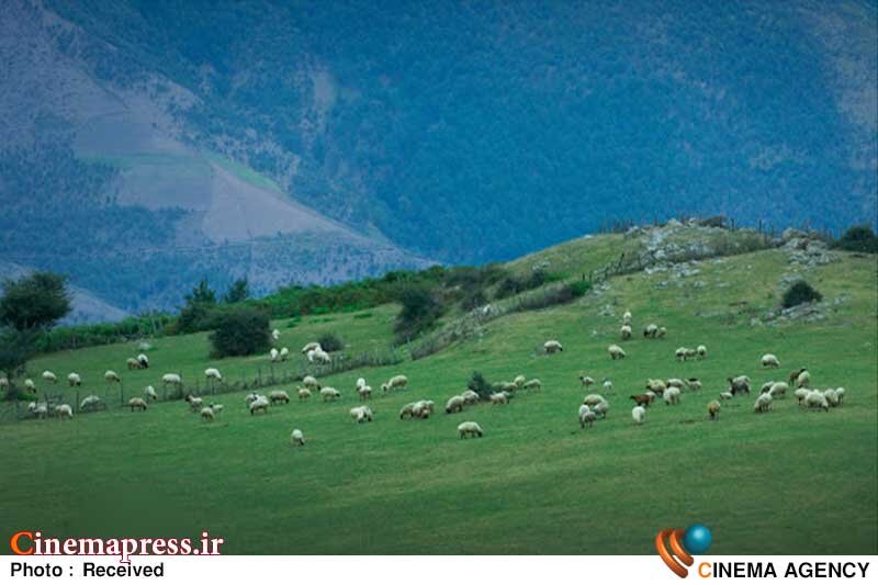 «گوسفند» به آلمان میرود فیلم کوتاه «گوسفند»