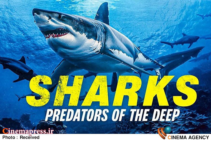 «کوسه ماهی: شکارگر اعماق آب ها» به تلویزیون میآید «کوسه ماهی: شکارگر اعماق آب ها» به تلویزیون میآید