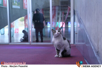 حاشیه روز نهم جشنواره فیلم فجر 19 بهمن 1404