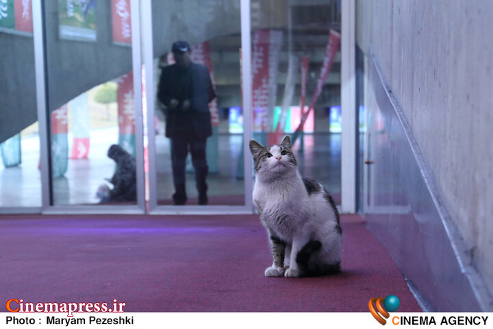 عکس/ دهمین روز از برگزاری «چهل و چهارمین جشنواره ملی فیلم فجر»