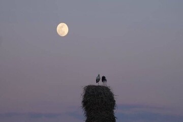 مستند «خانه‌ای برای لک‌لک‌ها»